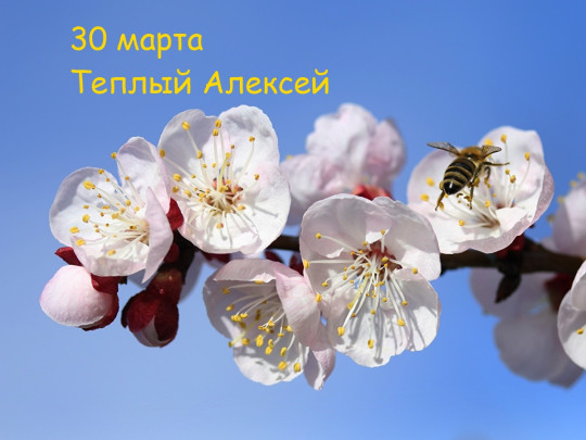 Теплый Алексей 2020: открытки и поздравления с Днем ангела