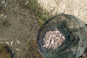 В Одесской области зафиксировали массовый мор креветок и бычков в Хаджибейском лимане В Одесской области зафиксировали массовый мор креветок и бычков в Хаджибейском лимане