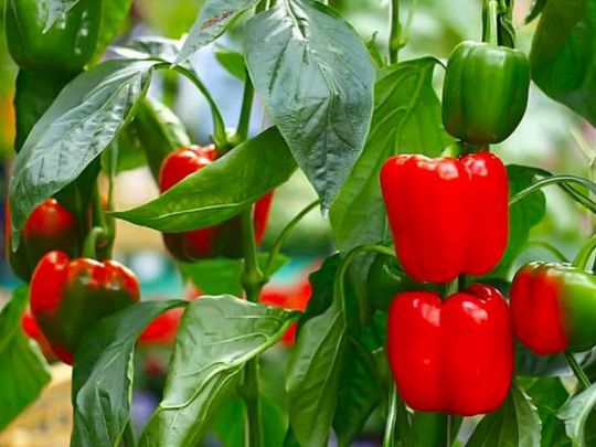 Просто налийте трохи рідкого добрива з кропиви й скоро побачите ефект: як підживлювати перці