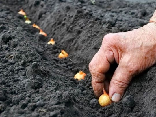 Посадка цибулі під зиму: три моменти, які важливо не прогавити
