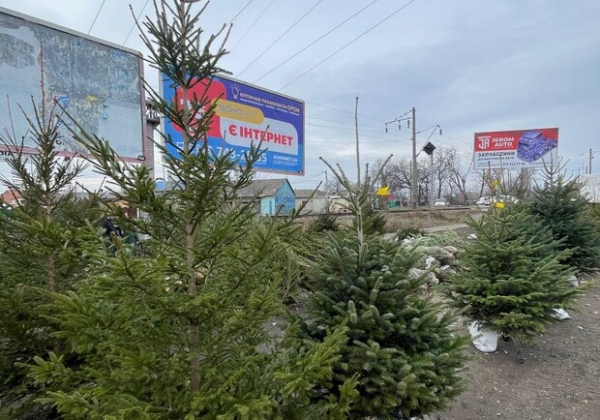 В Одессе обнаружили нарушения сбыта елок: деревья продавали без бирок