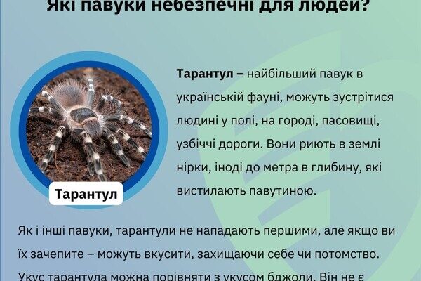 Какие пауки опасны для людей в Одесской области