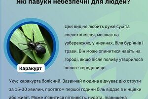 Какие пауки опасны для людей в Одесской области