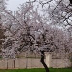 Второй месяц весны в Одессе: синоптики дали прогноз на апрель