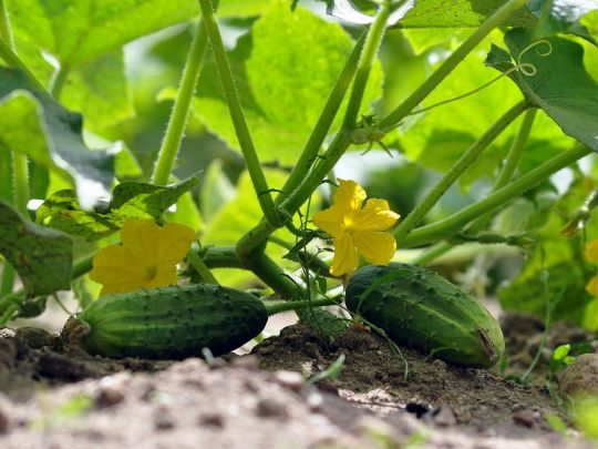 Розцвіли кульбаби — час саджати огірки: які дні у квітні та травні підходять для цього найбільше