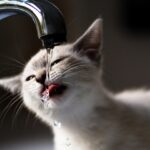 «Инфоксводоканал» объяснил, что спровоцировало перебои с водой в Одессе