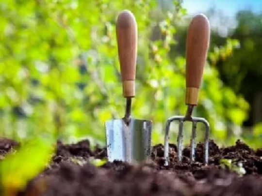 Пожинаємо плоди праці та&nbsp;закладаємо новий урожай: місячний календар городника на&nbsp;серпень-2025