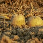 Коли і як копати картоплю, щоб не втратити половину врожаю: перевірений спосіб і поради