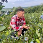 Зробіть це восени: наступного сезону зберете щедрий урожай лохини
