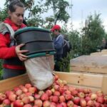 Коли збирати яблука та груші: ці поради допоможуть фруктам залишатися свіжими та смачними всю зиму