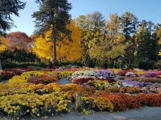 Як&nbsp;часто слід поливати хризантеми для рясного цвітіння: цього ви&nbsp;точно не&nbsp;знали
