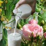 У 10 разів корисніше будь-якого добрива для овочів і квітів: як приготувати і використовувати молочне добриво (відео)