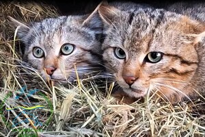 Потеряли мать: в нацпарке в Одесской области поселились лесные котята