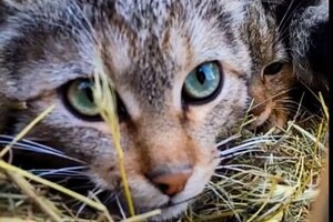 Потеряли мать: в нацпарке в Одесской области поселились лесные котята