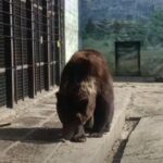 Весна официально пришла: в Одесском зоопарке проснулась медведица Поляна